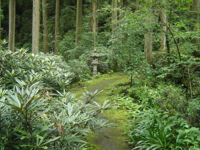 The damp, overcast woods of Hakone