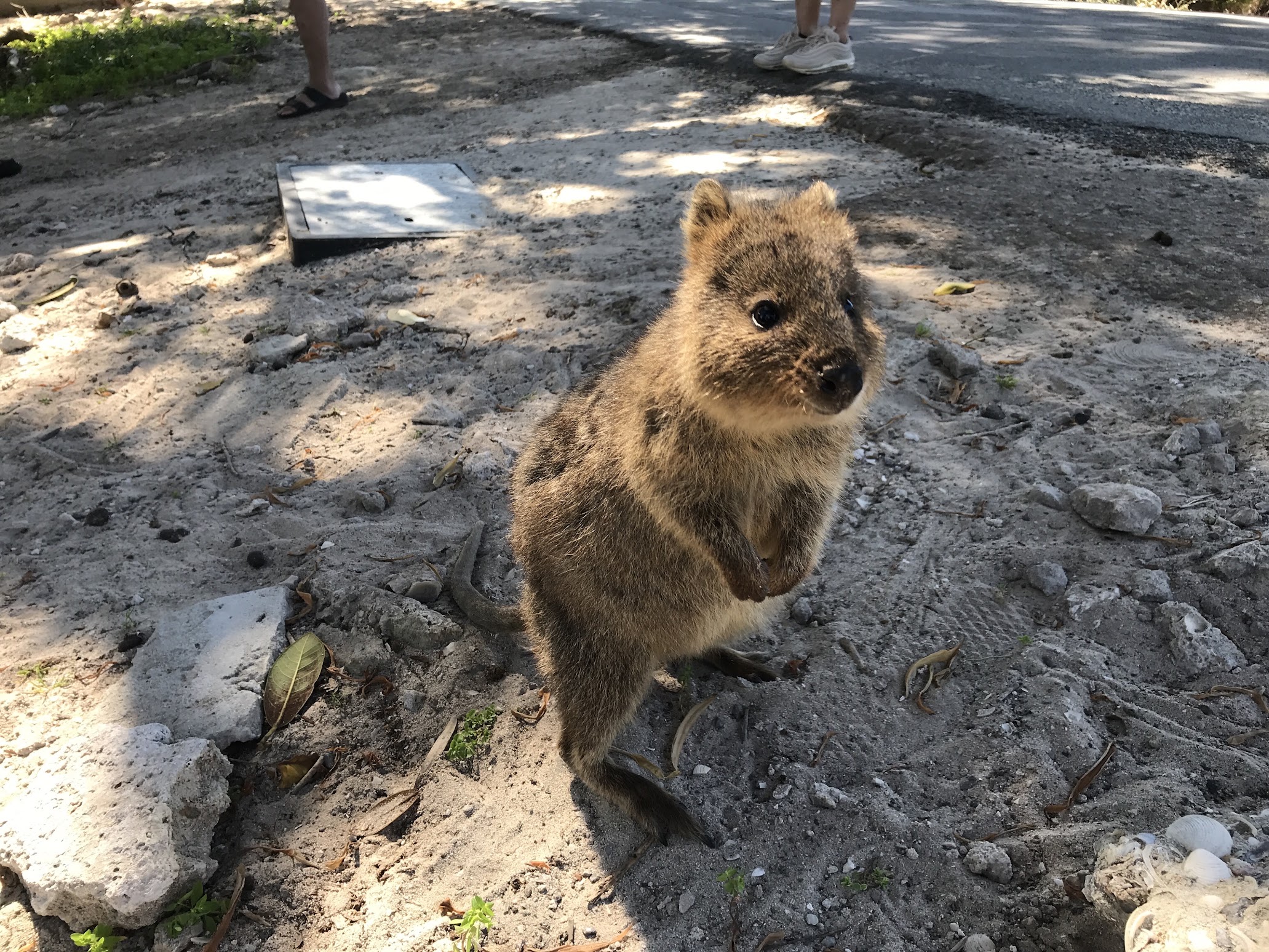 Quokka! Setonix brachyurus!