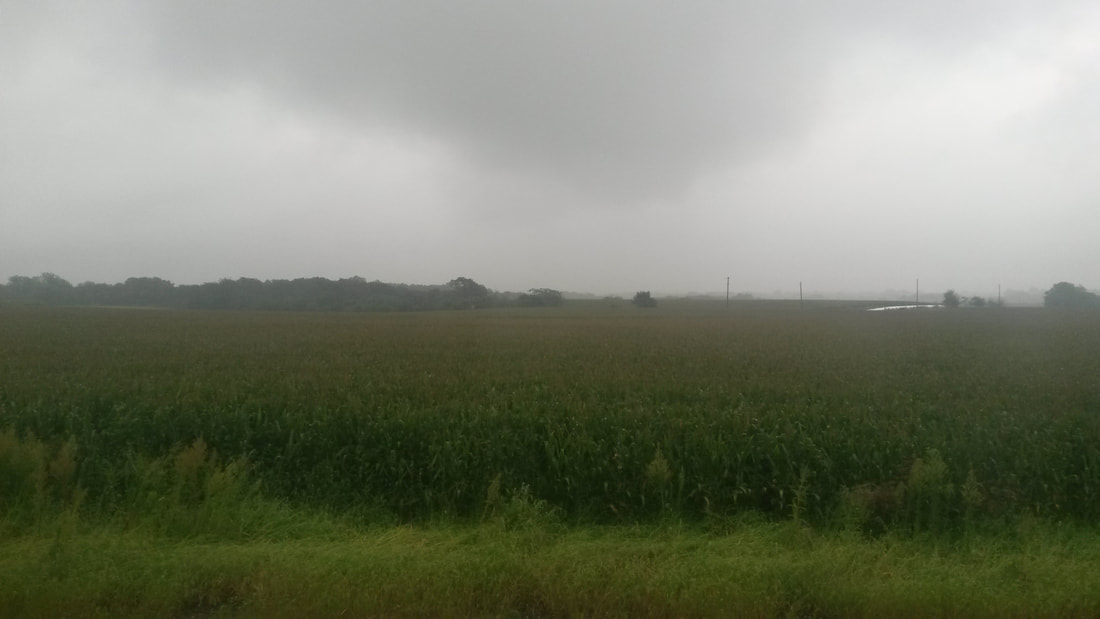 corn